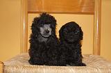 CANICHE TOY 004